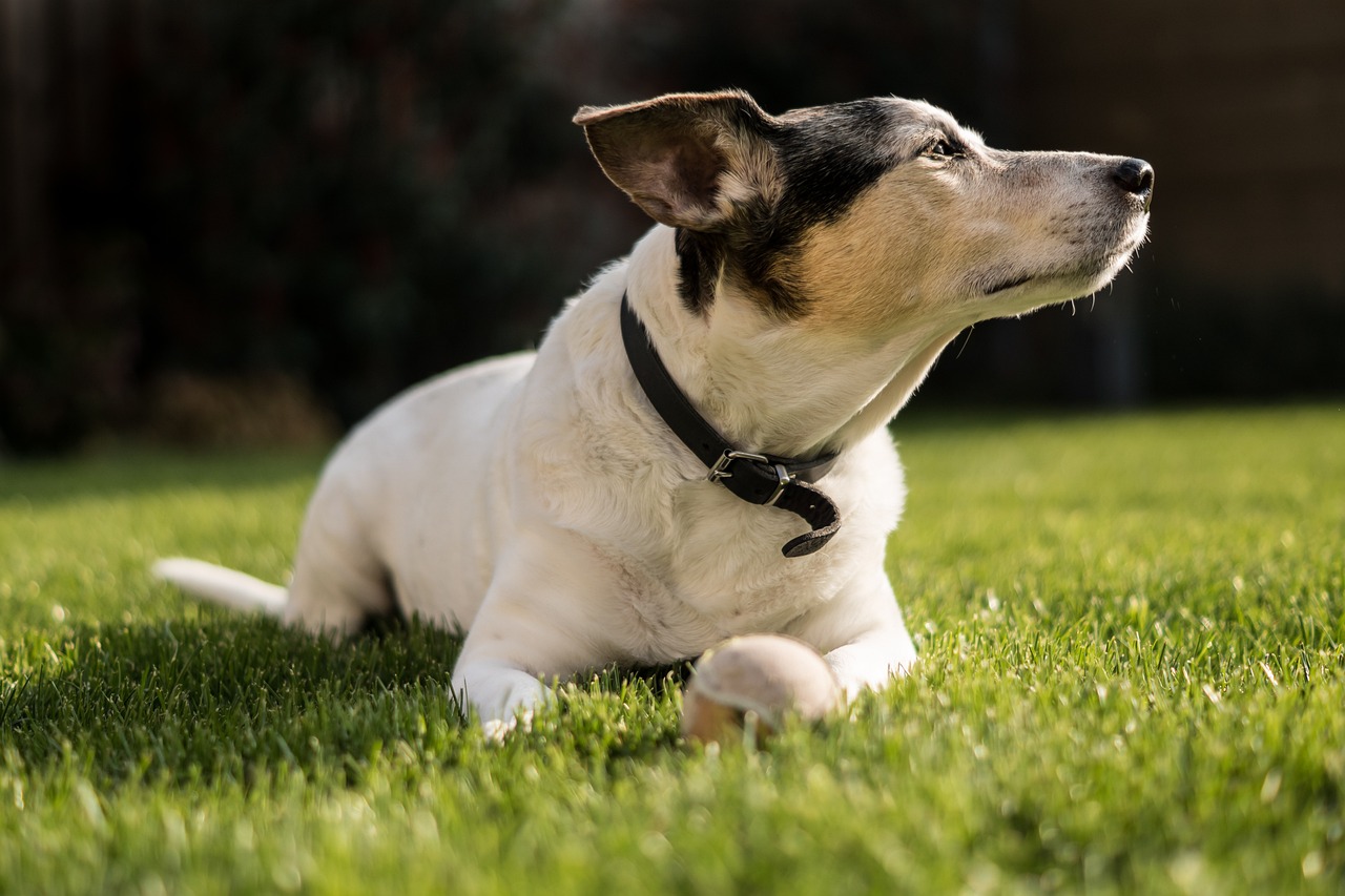 How to Address Barking at the Doorbell